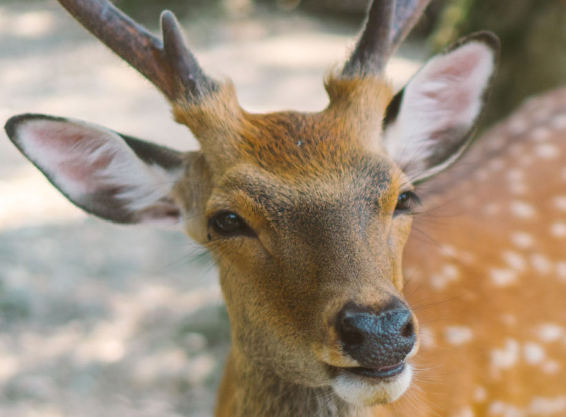 Nara tame deer